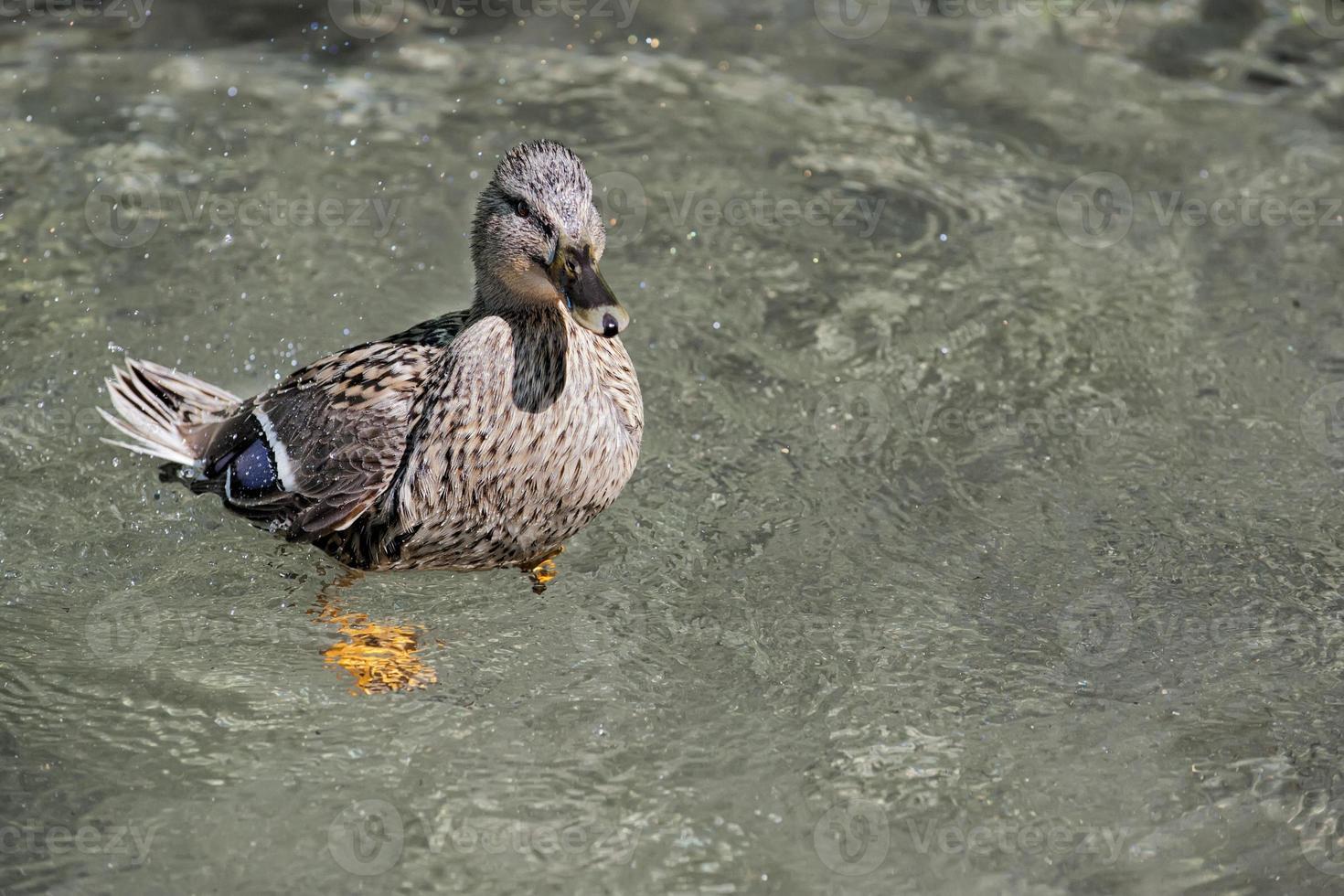 un pato mientras nada foto