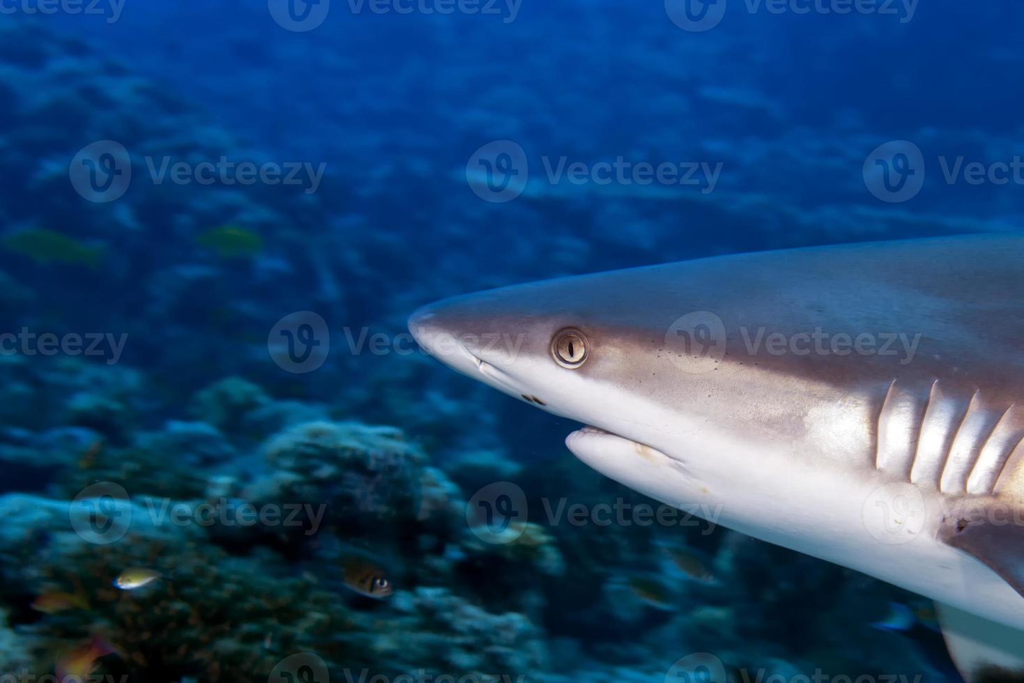 A grey shark jaws ready to attack underwater close up portrait photo