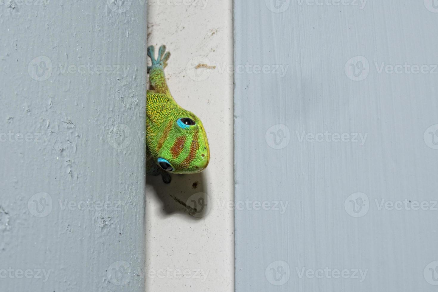 Gold dust day gecko while looking at you photo
