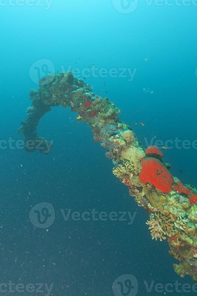 A hard coral on a ship wreck in red sea photo