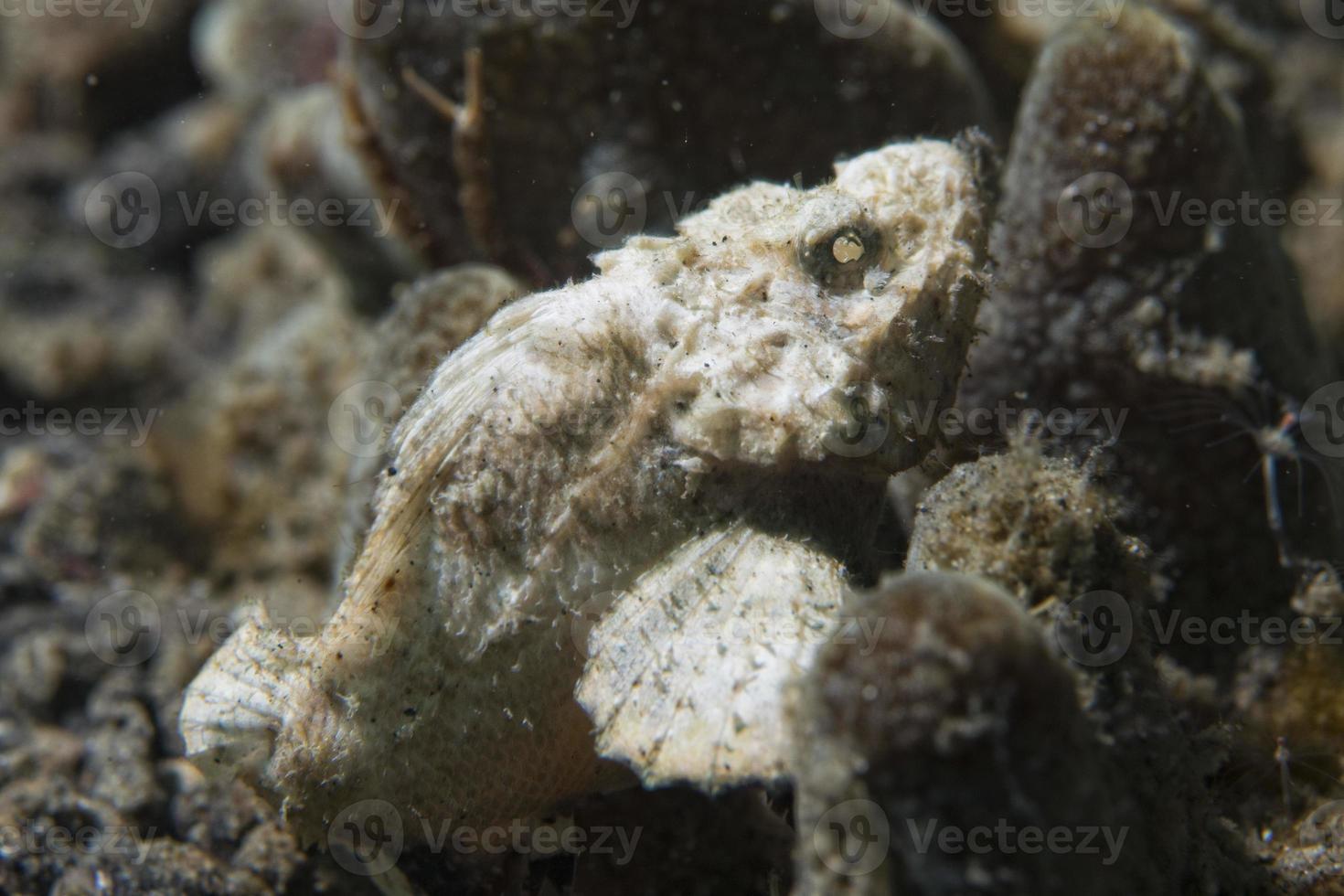 white scorpion fish photo