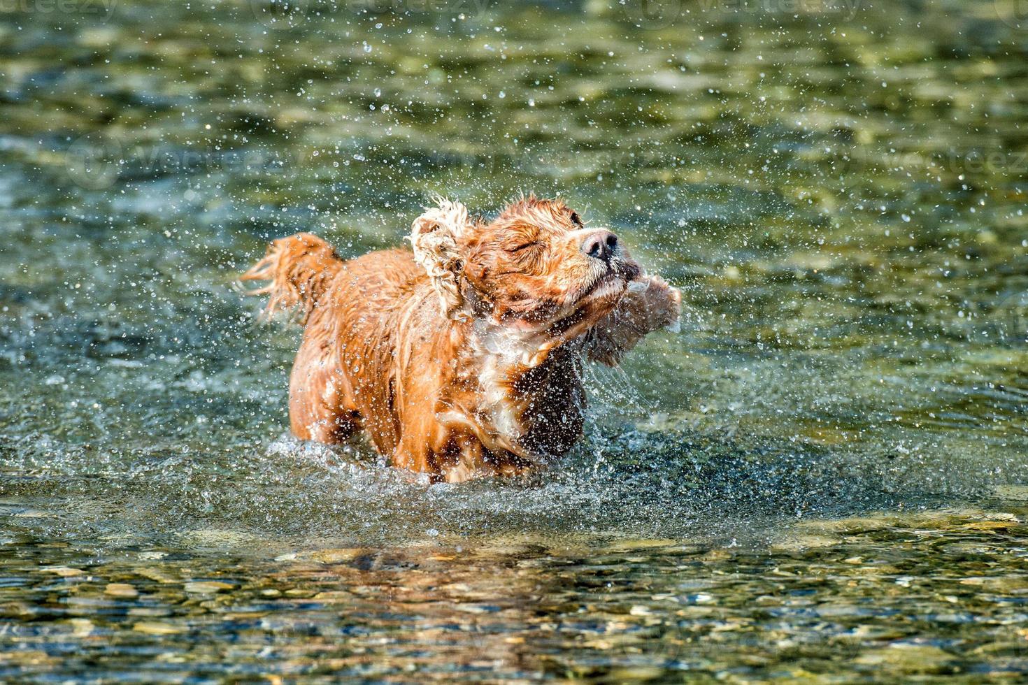 Dog Puppy cocker spaniel playing in the water photo