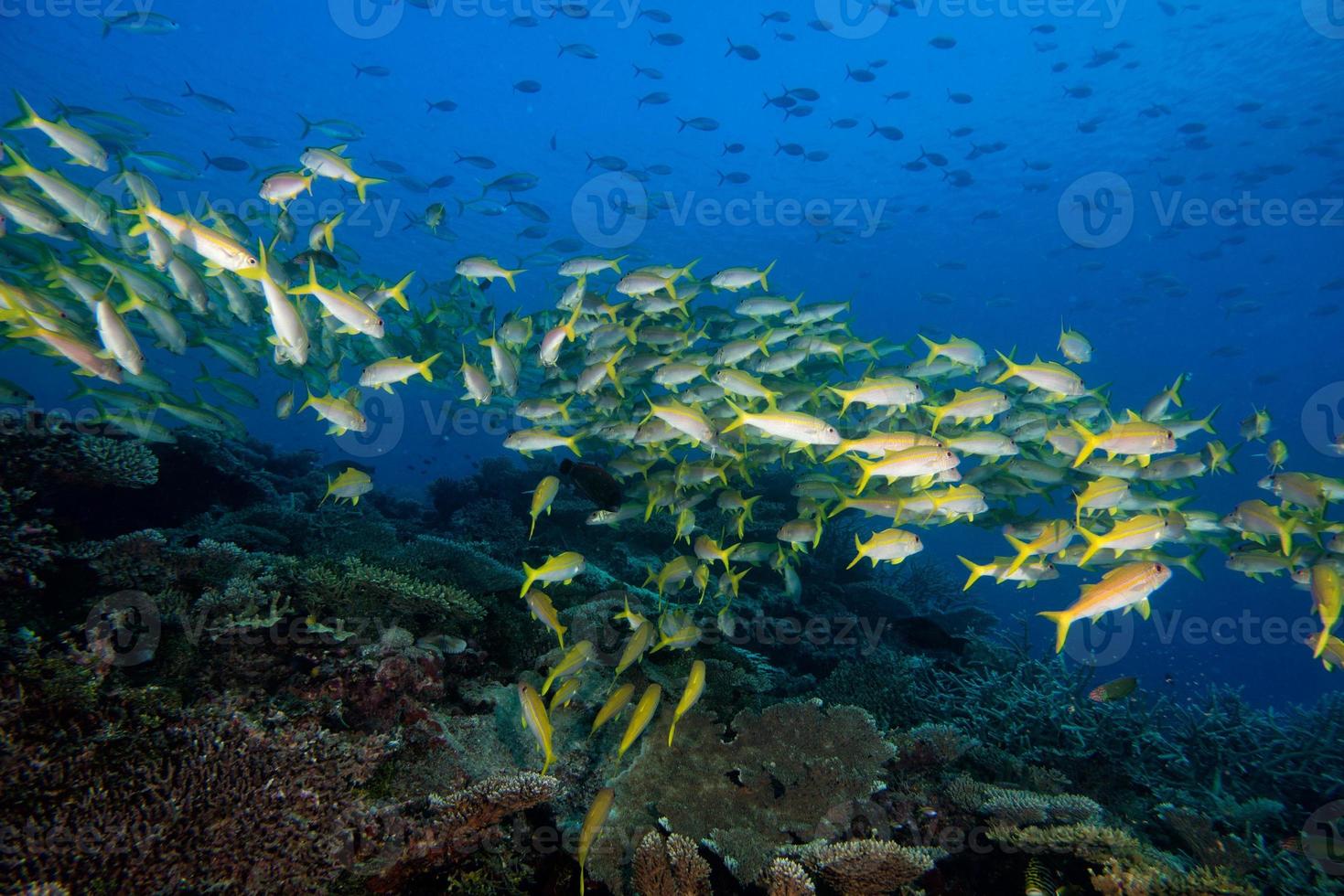 dentro de un banco de peces bajo el agua. foto