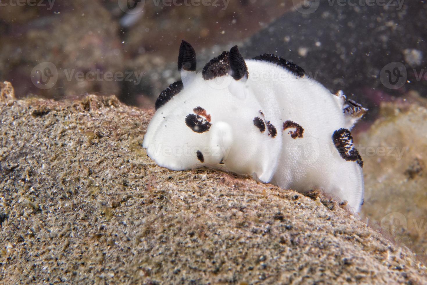 nudibranquio blanco y negro mientras se bucea en indonesia foto