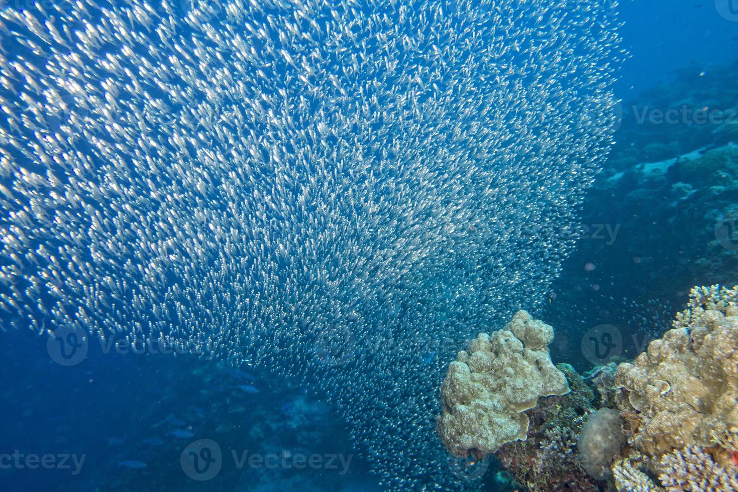 enormous school of very small Glass fishes photo
