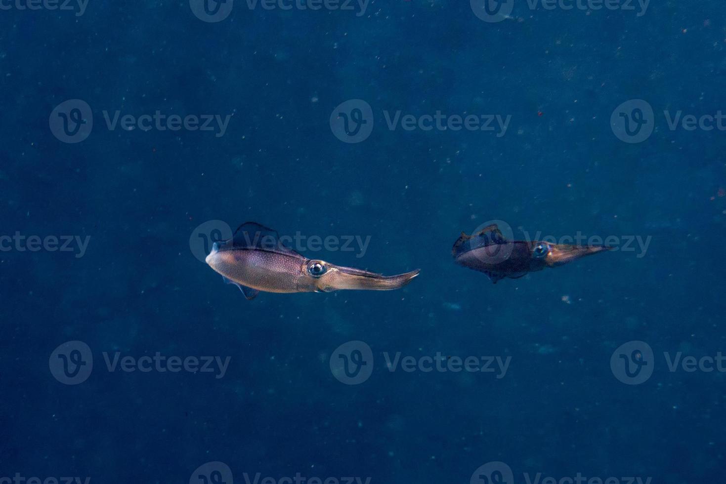 Squid cuttlefish underwater close up photo
