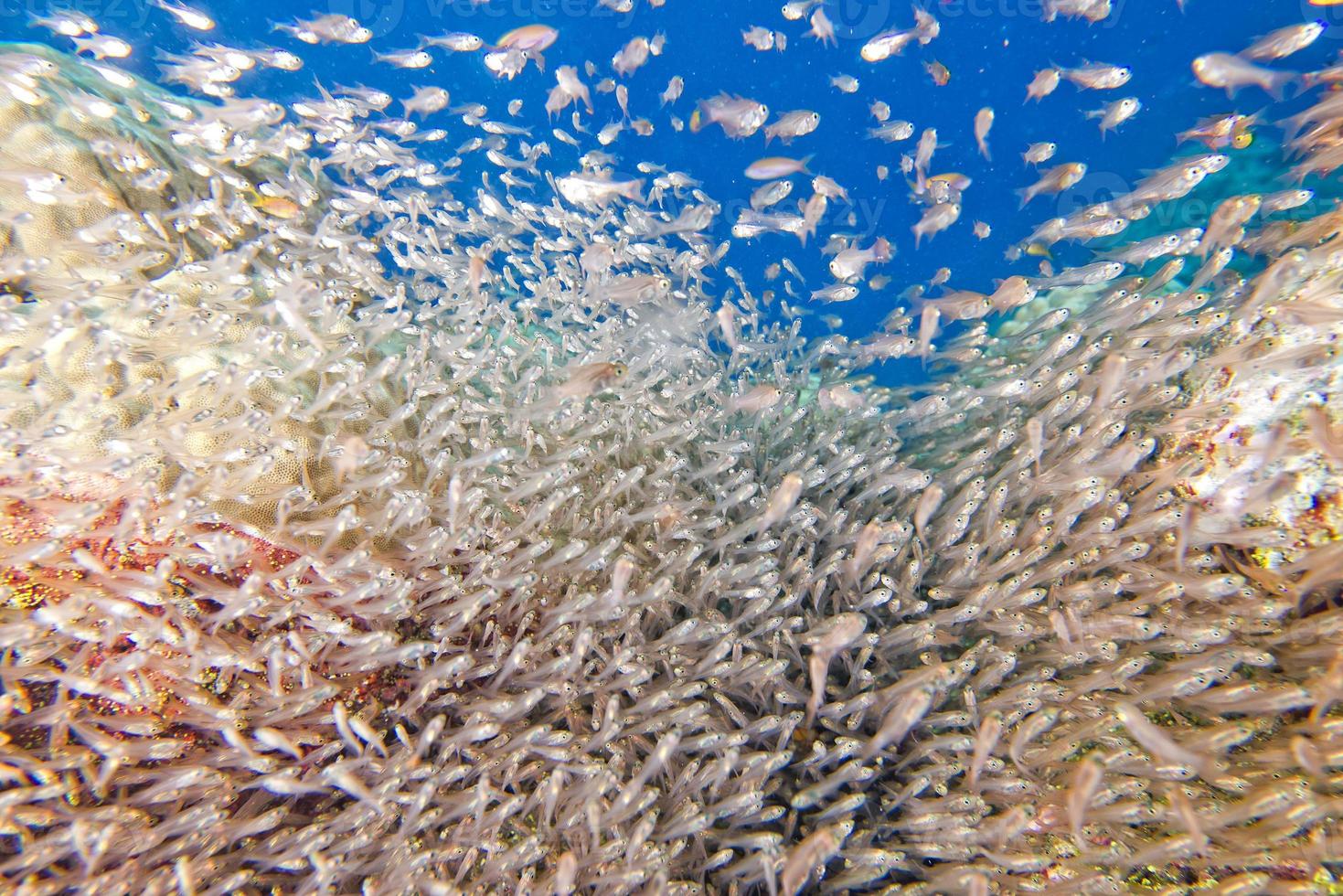 enormous school of very small Glass fishes photo