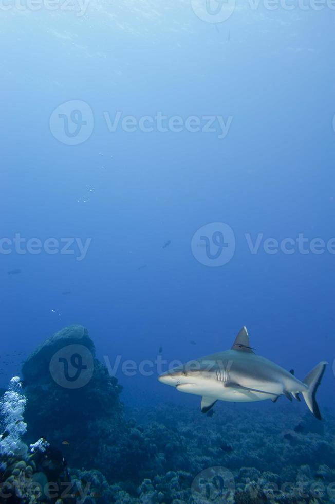 un tiburón gris mandíbulas listas para atacar bajo el agua retrato de cerca foto