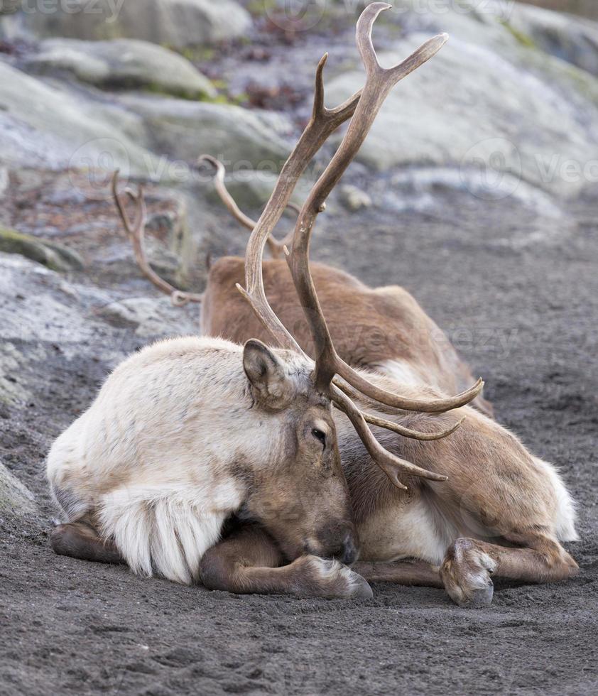 reindeer portrait in winter time photo
