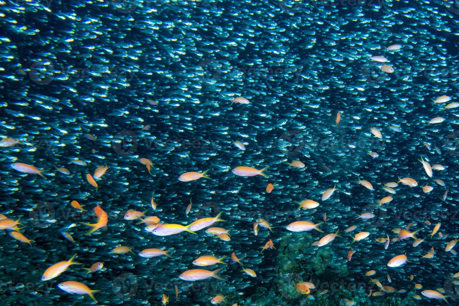 Glass fishes giant bait ball moving underwater photo