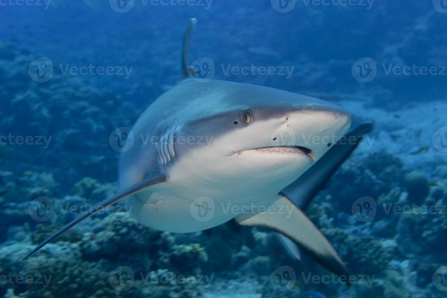 A grey shark jaws ready to attack underwater close up portrait photo