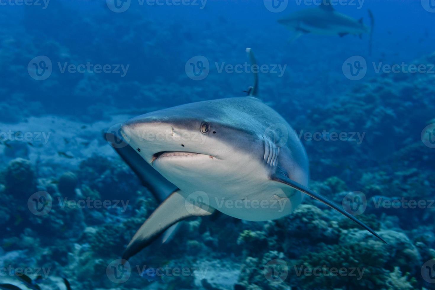 shark attack underwater photo