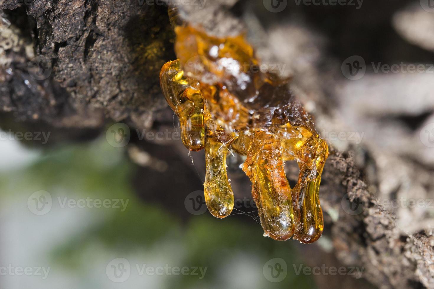tree natural amber resin photo