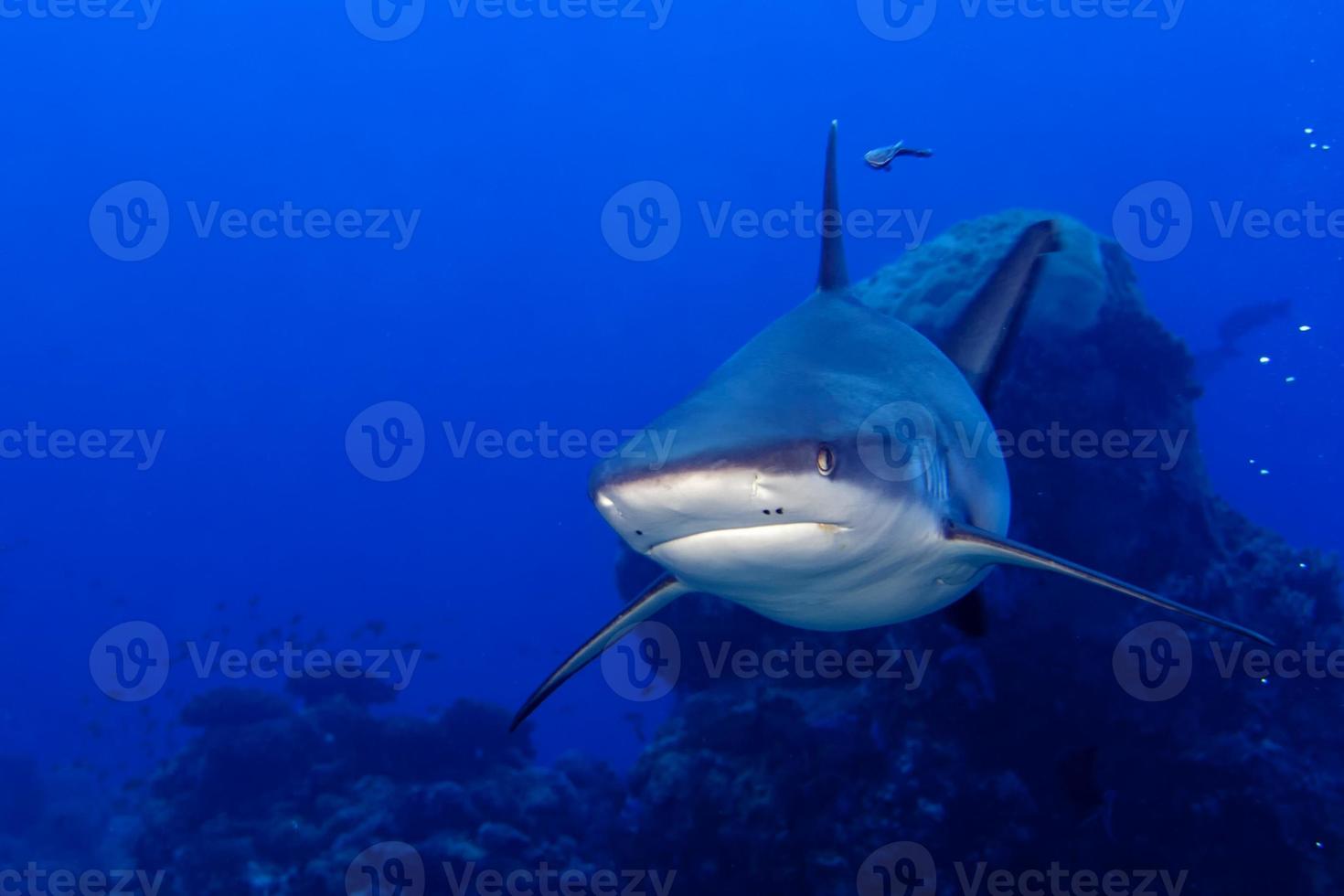 A grey shark jaws ready to attack underwater close up portrait photo