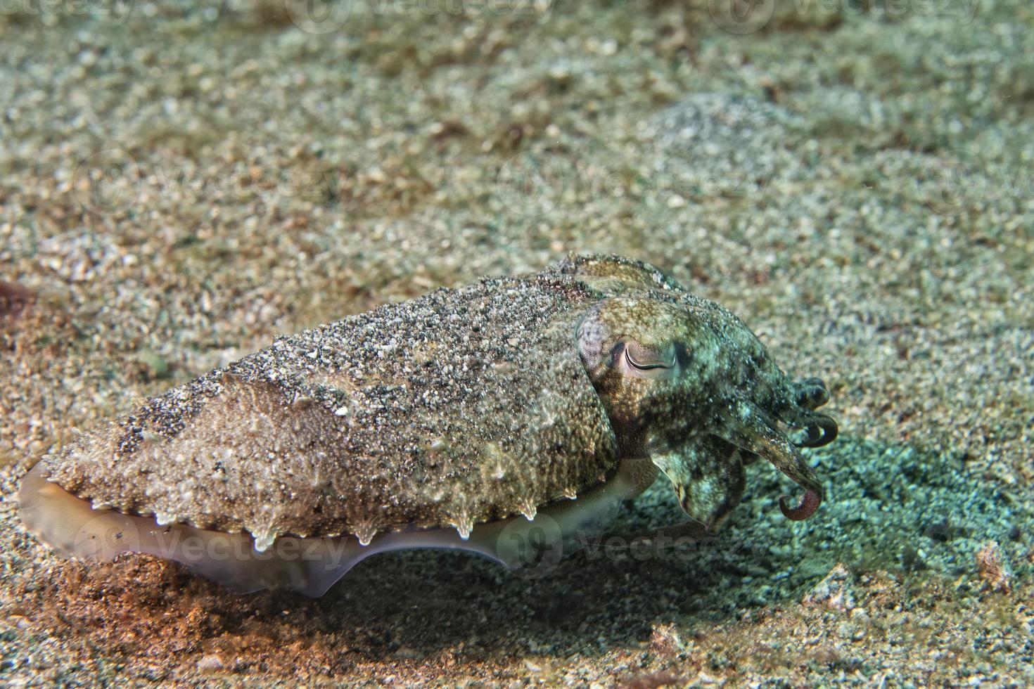 Squid cuttlefish underwater on black lava sand much dive photo