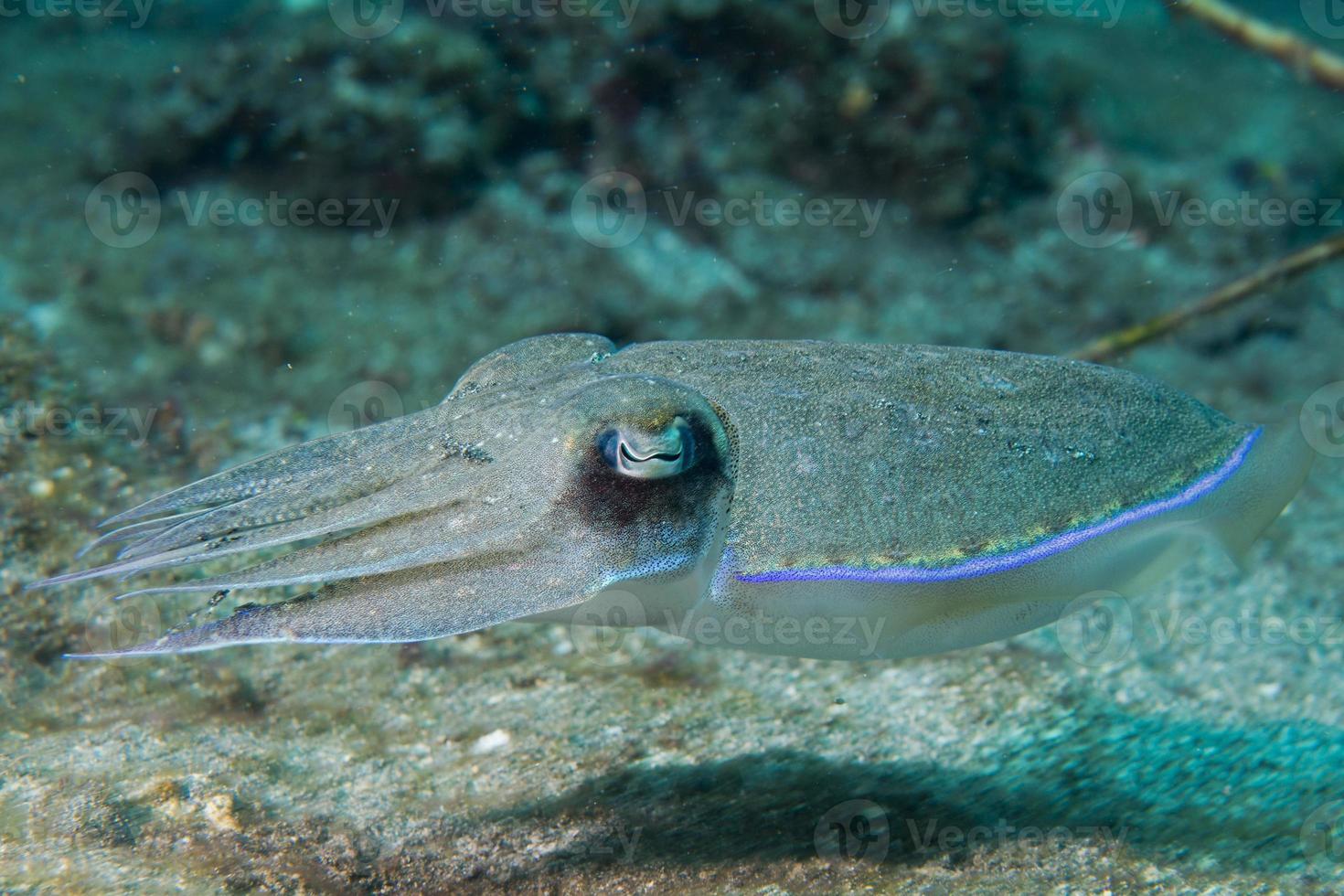 Squid cuttlefish underwater photo
