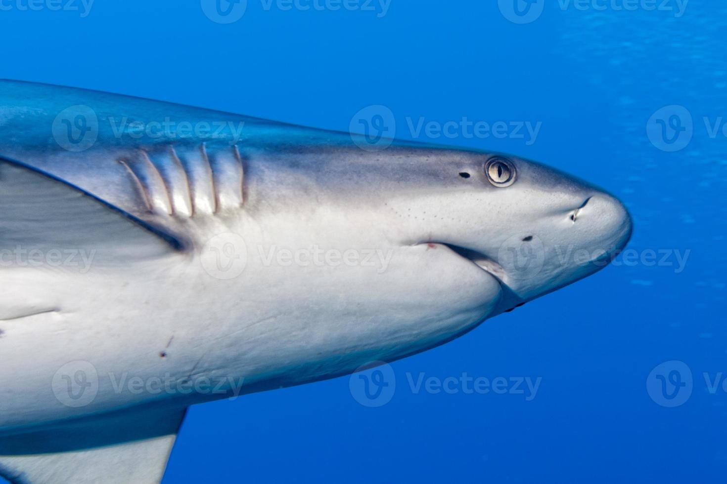 shark attack underwater photo