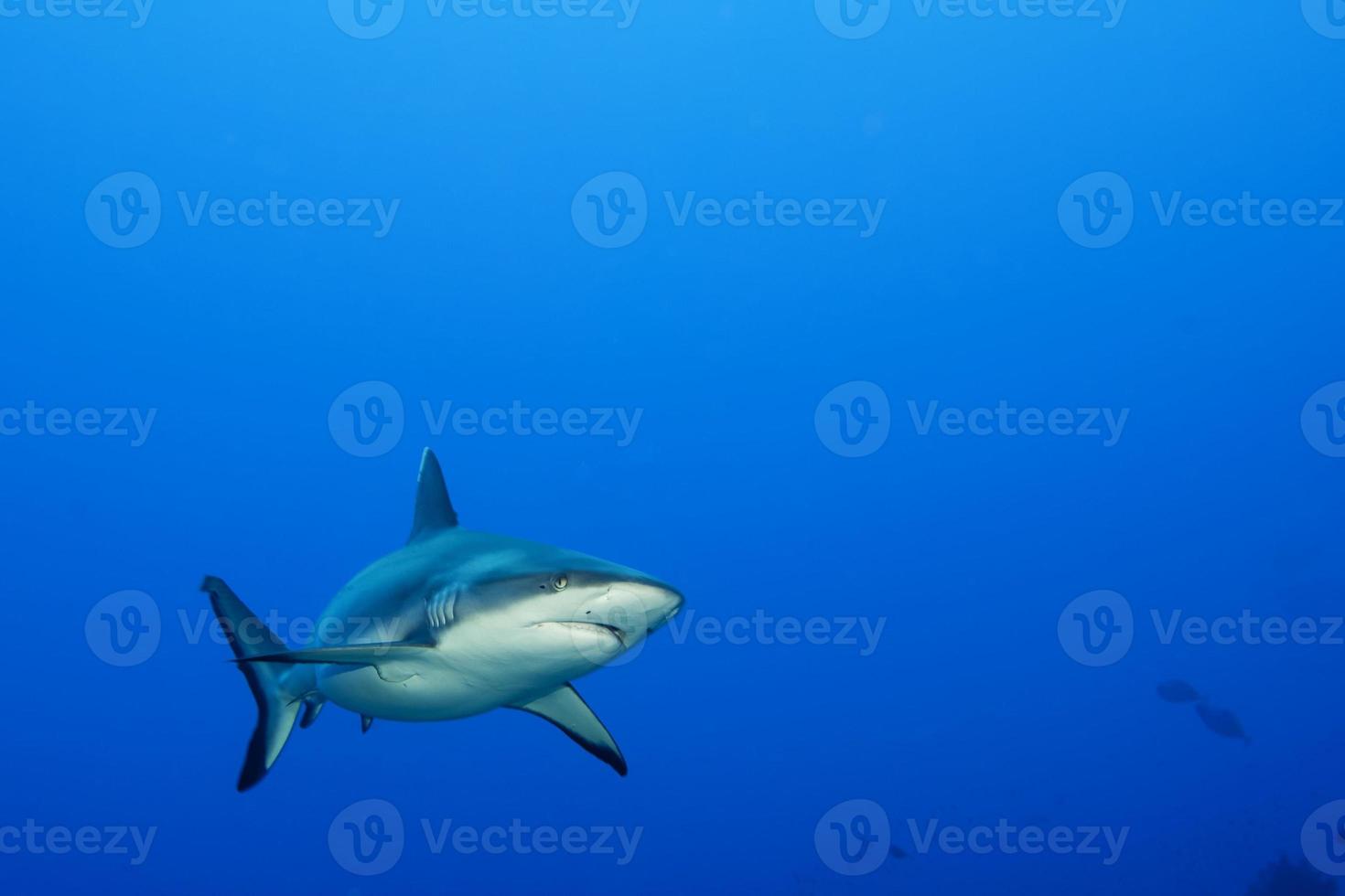 A grey shark jaws ready to attack underwater close up portrait photo