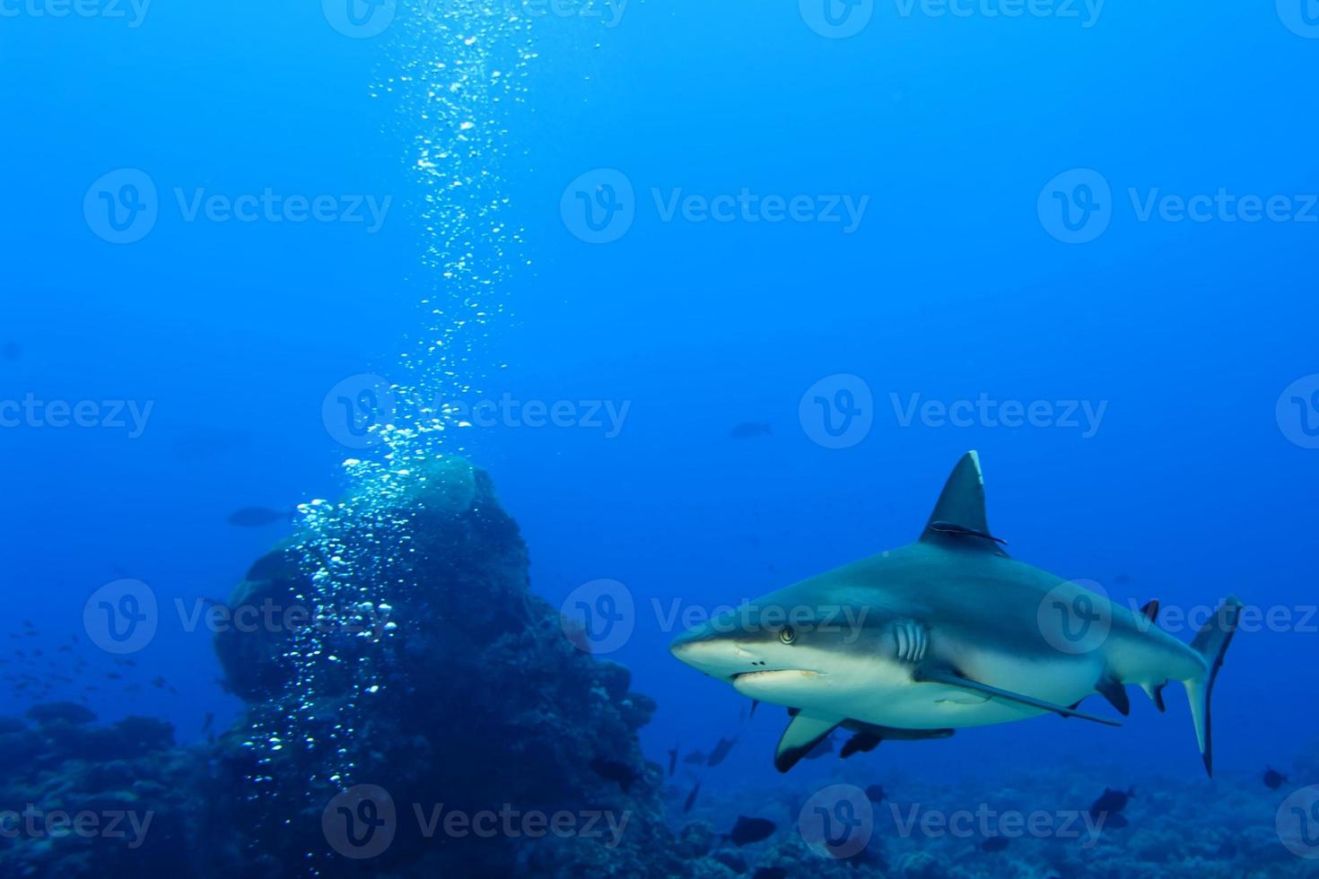 un tiburón gris mandíbulas listas para atacar bajo el agua retrato de cerca foto