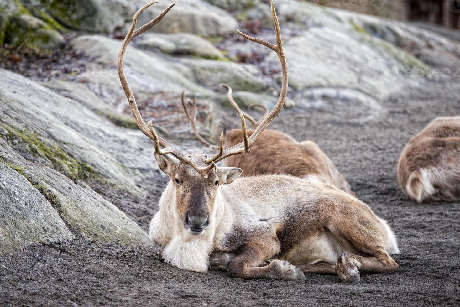 reindeer portrait in winter time photo