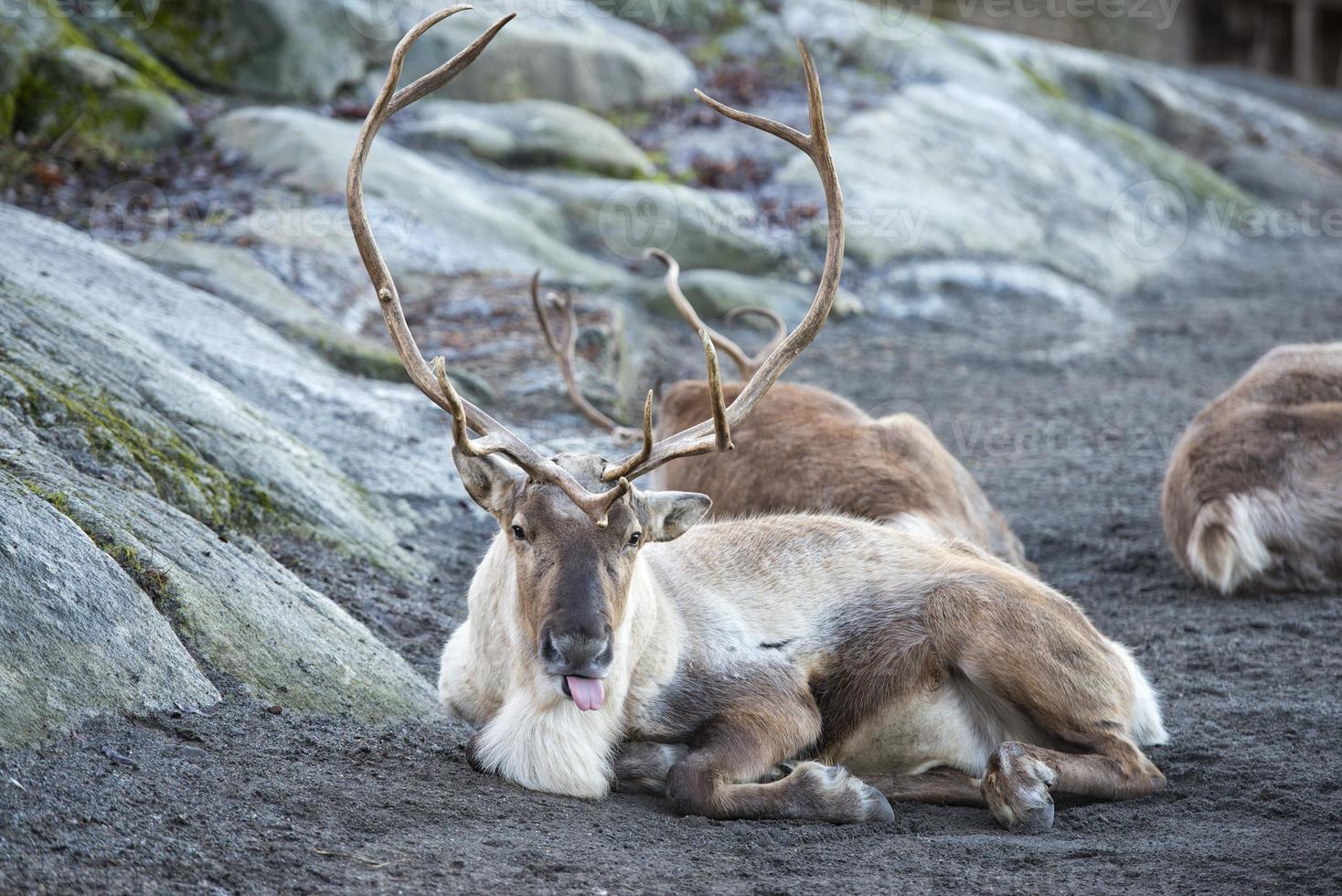 reindeer portrait in winter time photo