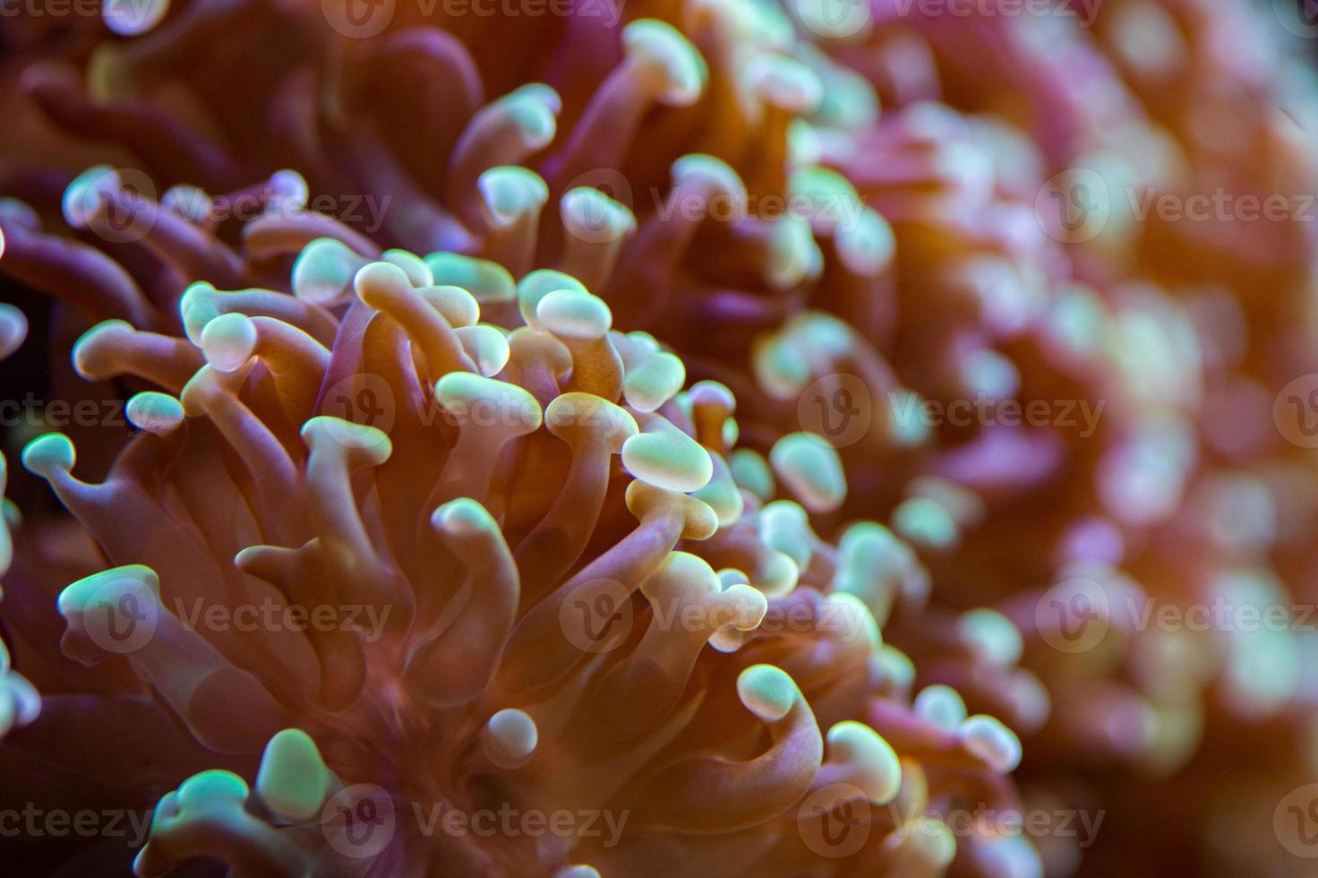 hard coral macro on night dive light photo