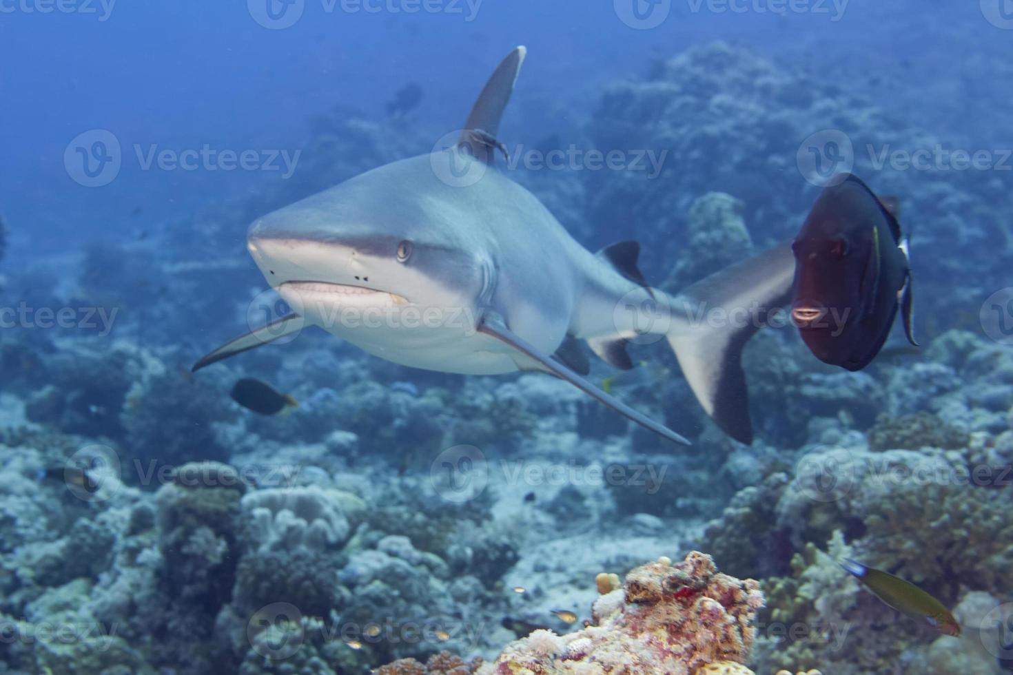 A grey shark jaws ready to attack underwater close up portrait photo