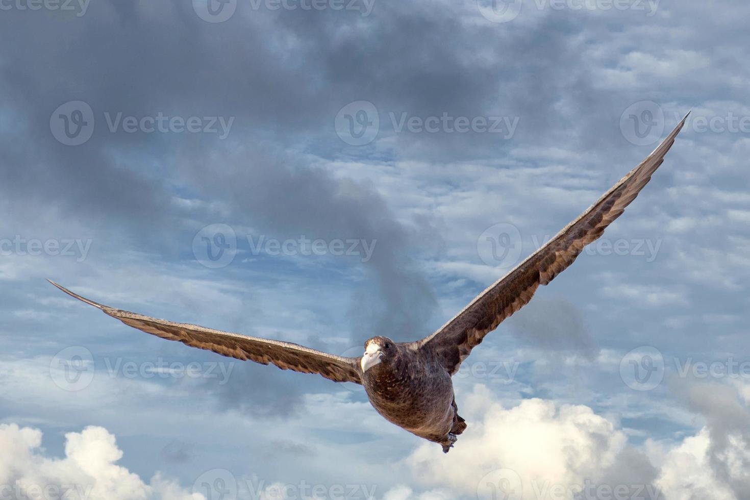 patagonia petrel bird while flying photo