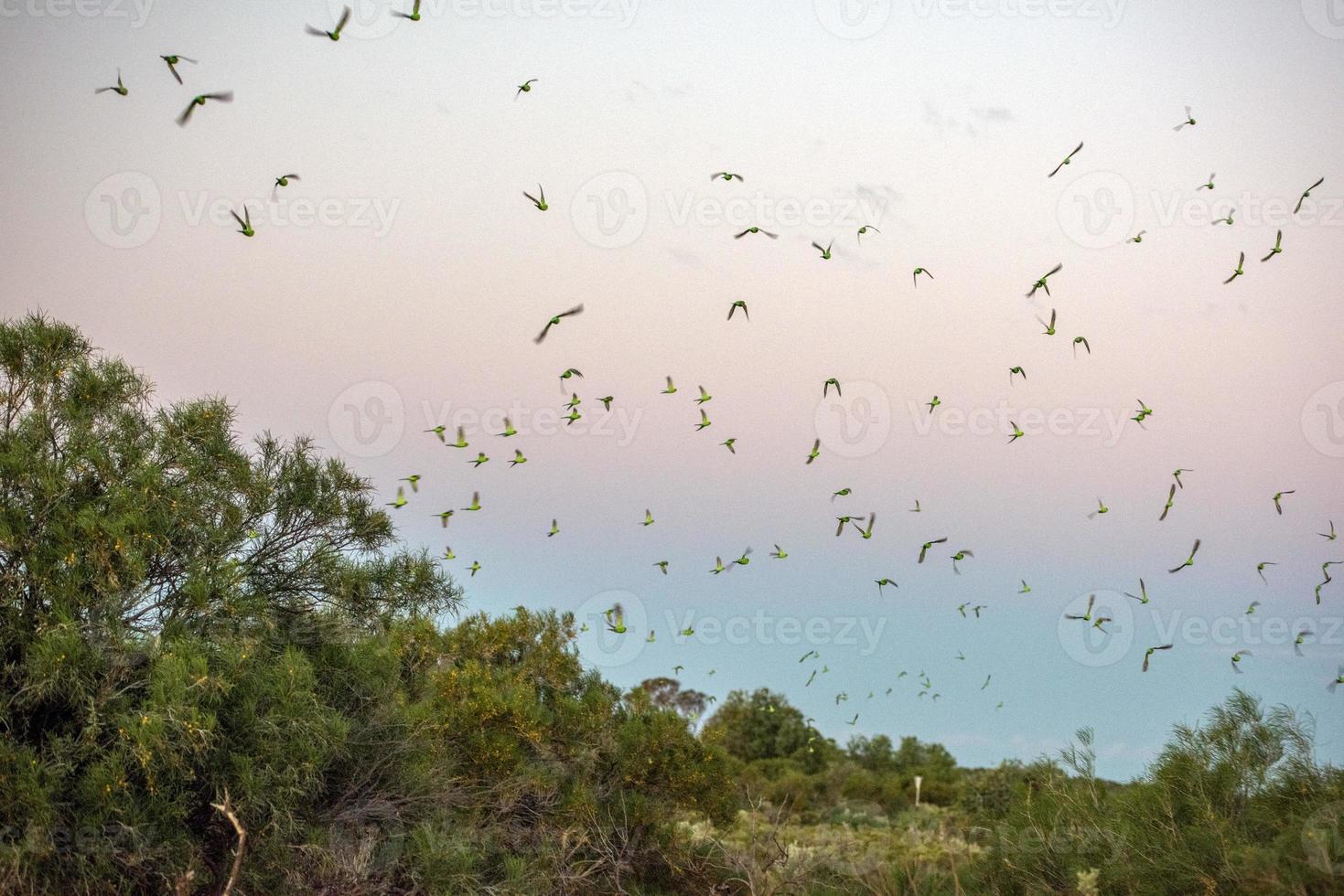 miles de loros verdes australianos al atardecer foto