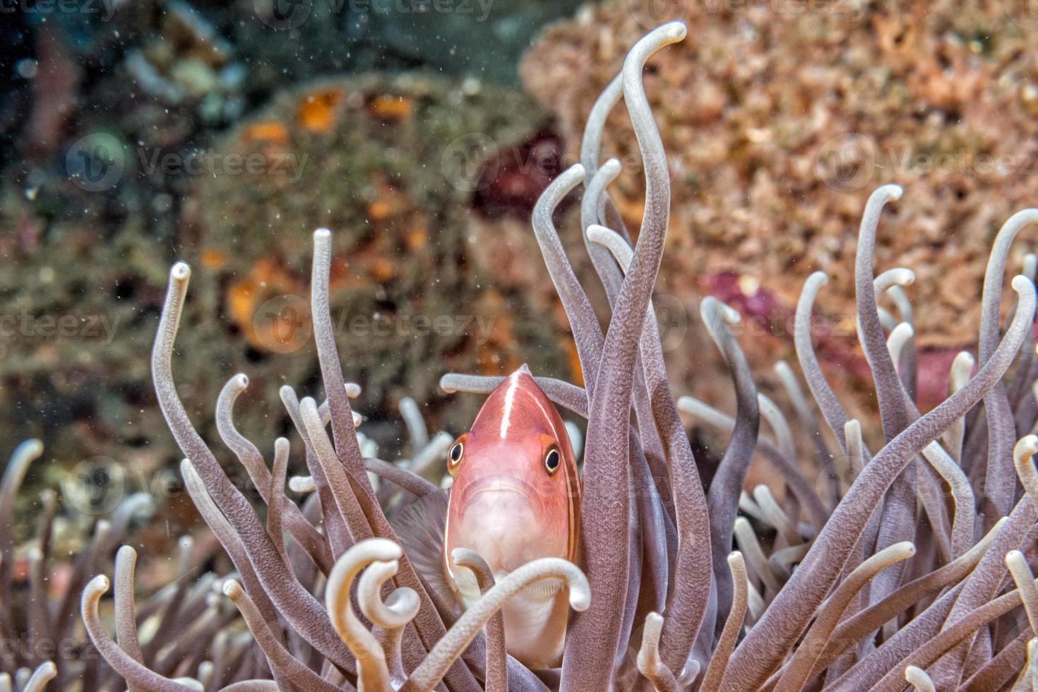 Clown fish inside green anemone photo