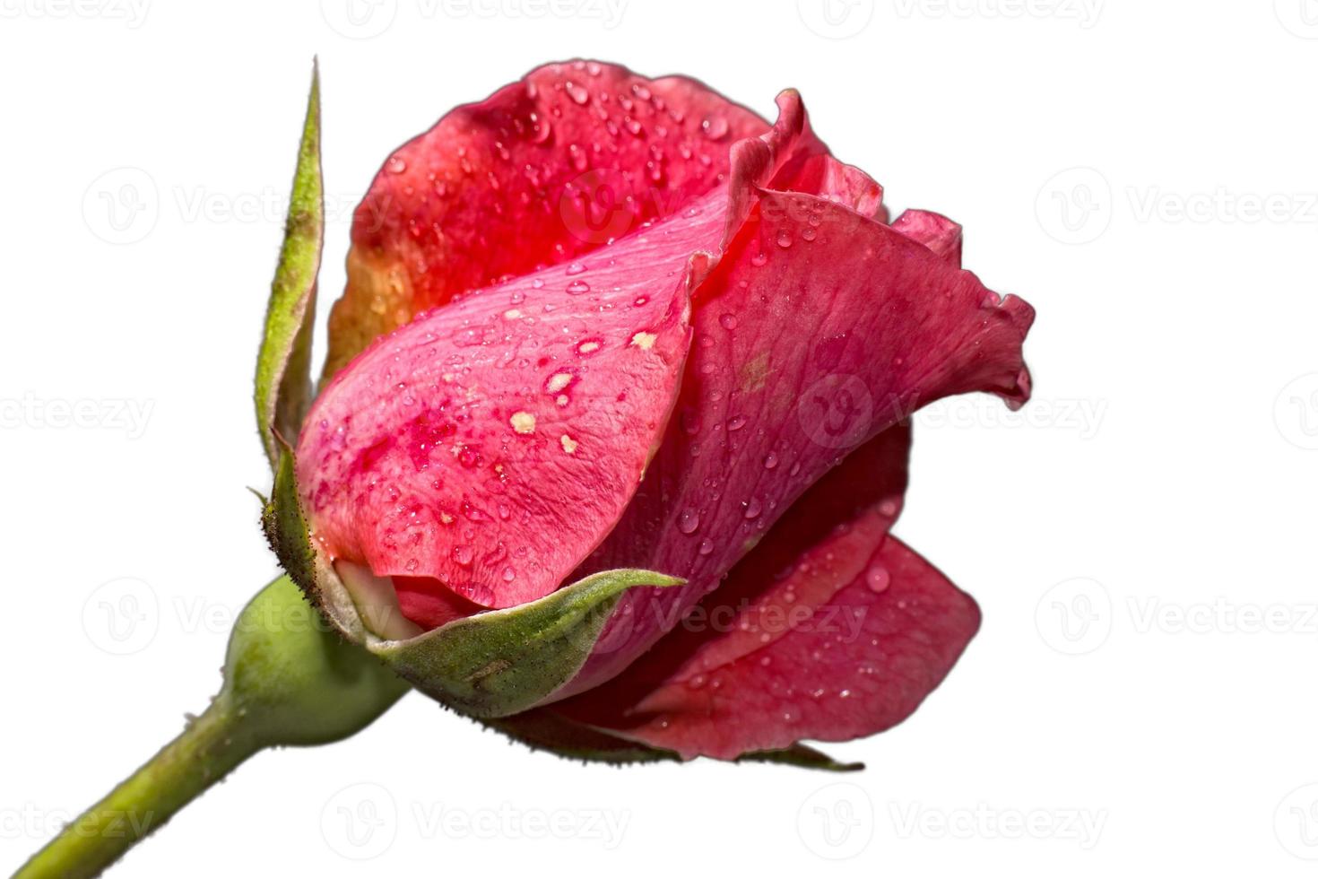 rosa aislado en blanco foto