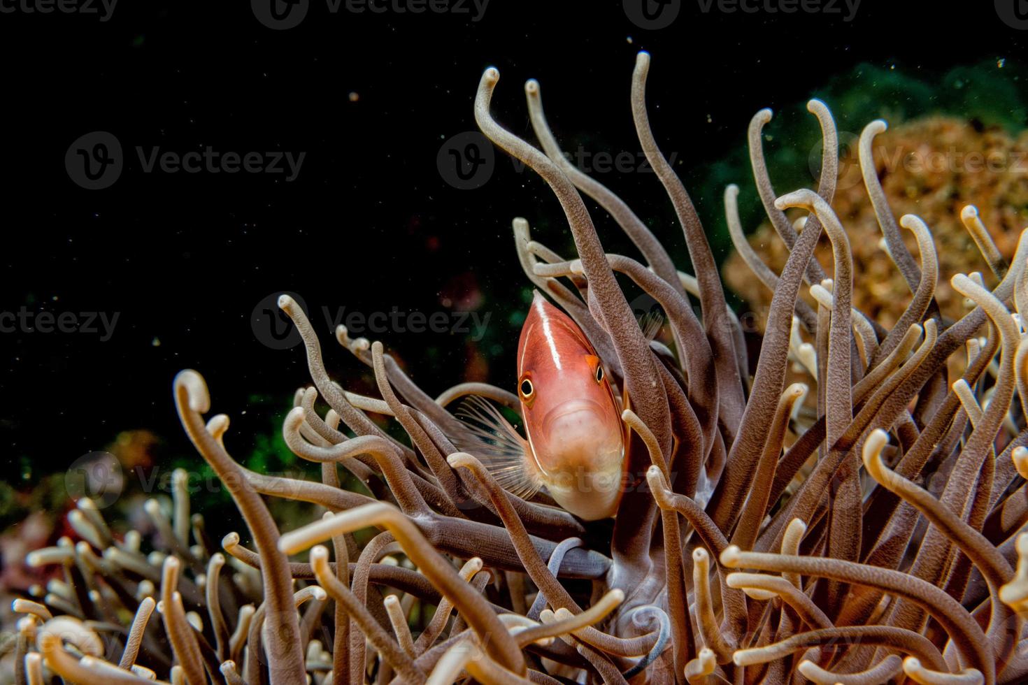 retrato de pez payaso dentro de una anémona foto