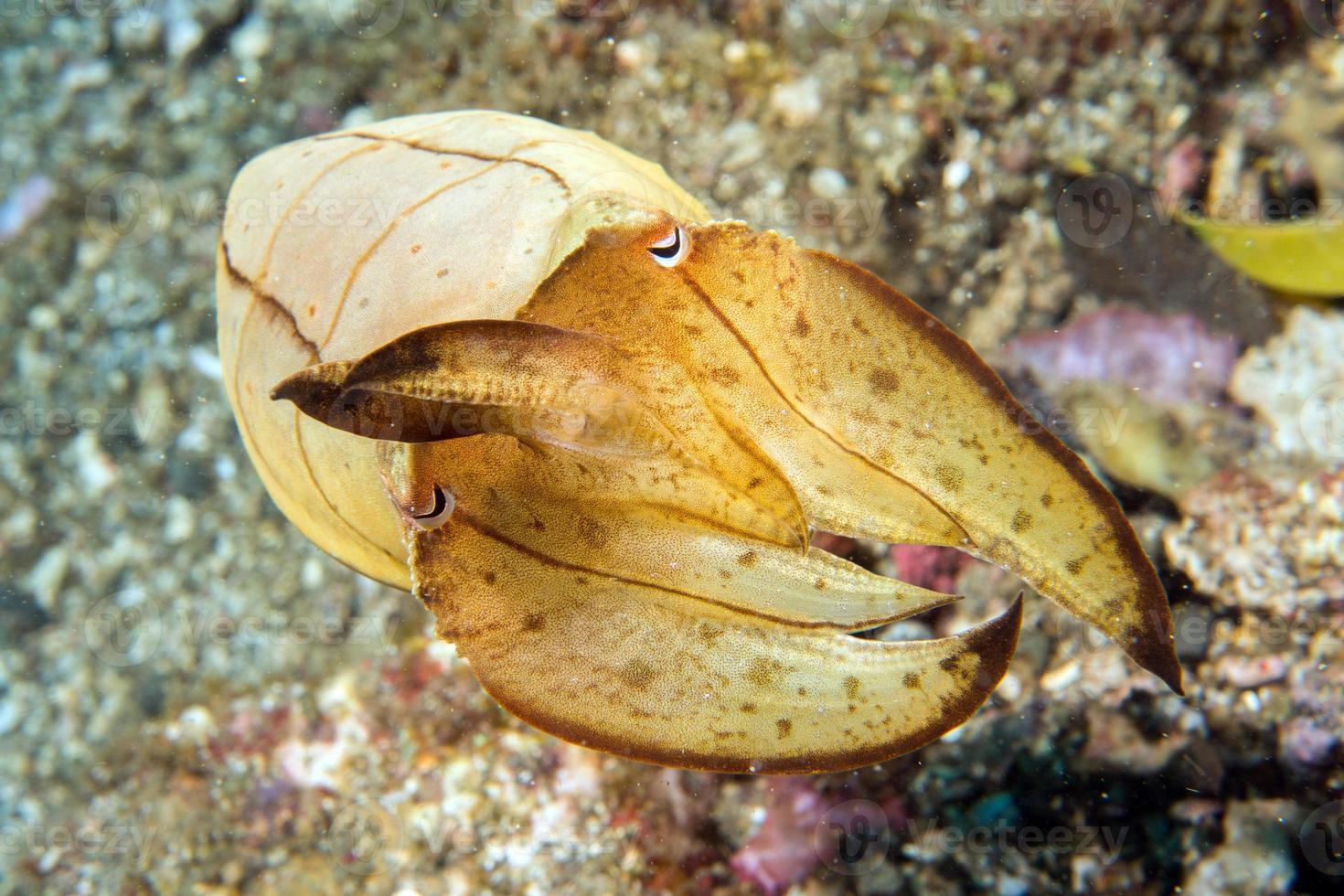 Squid cuttlefish underwater on black lava sand photo