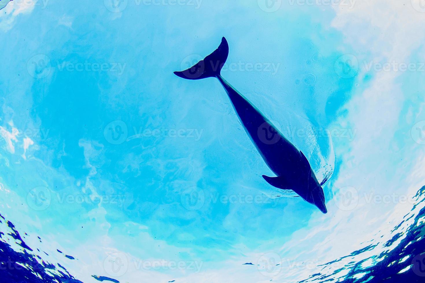 dolphin underwater on sky background photo