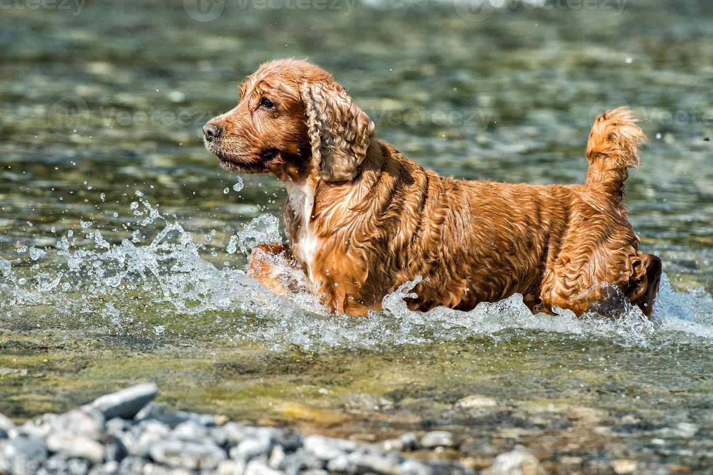 Puppy young dog English cocker spaniel while running in the water photo