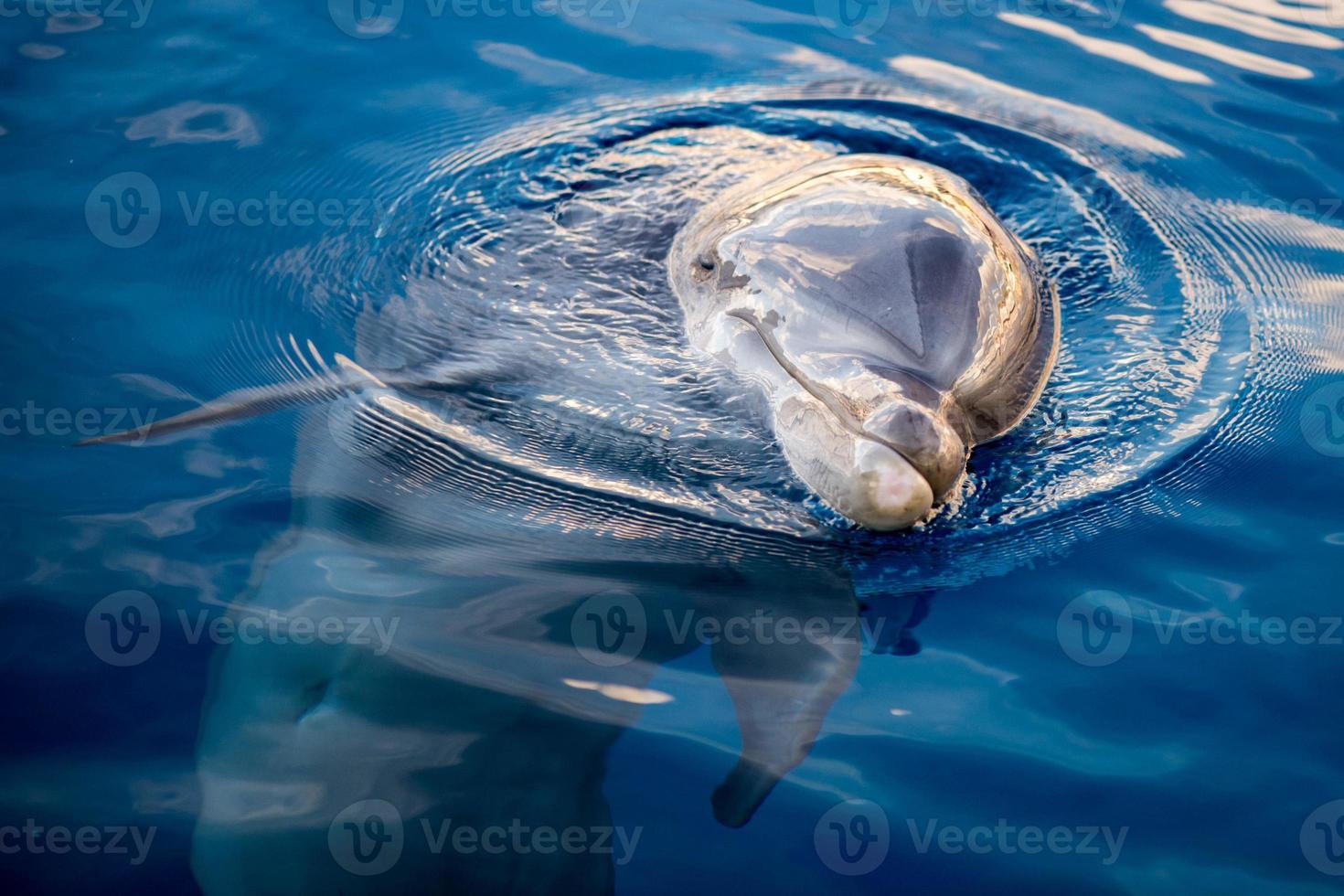 dolphing smiling eye close up portrait photo