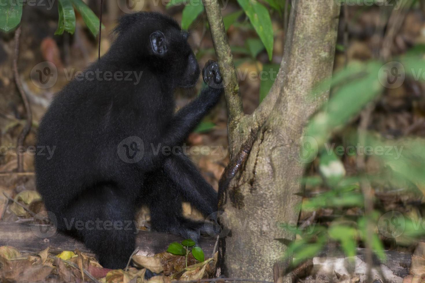 macaco negro con cresta mientras te mira en el bosque foto