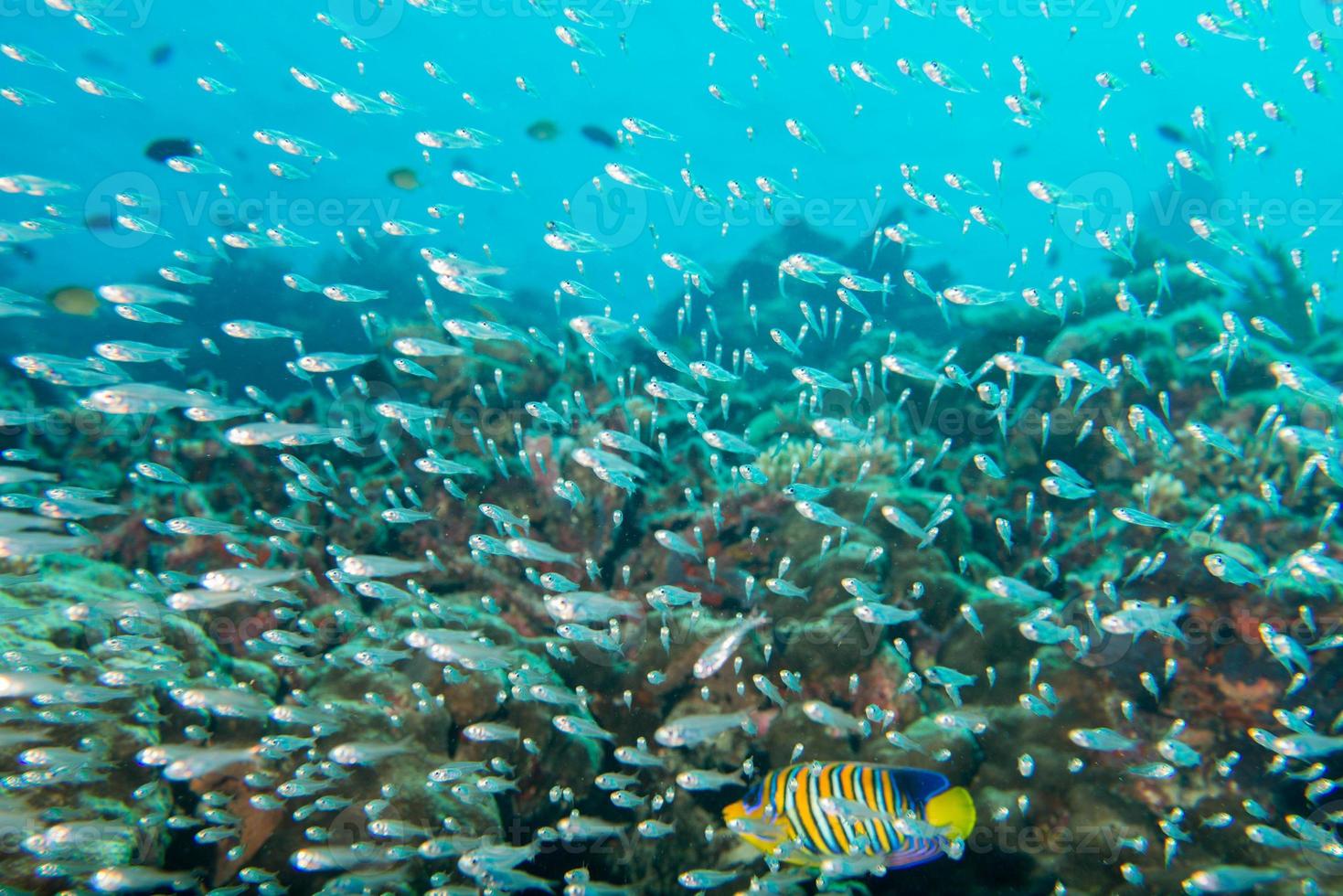 bola de cebo gigante de peces de vidrio que se mueve bajo el agua foto