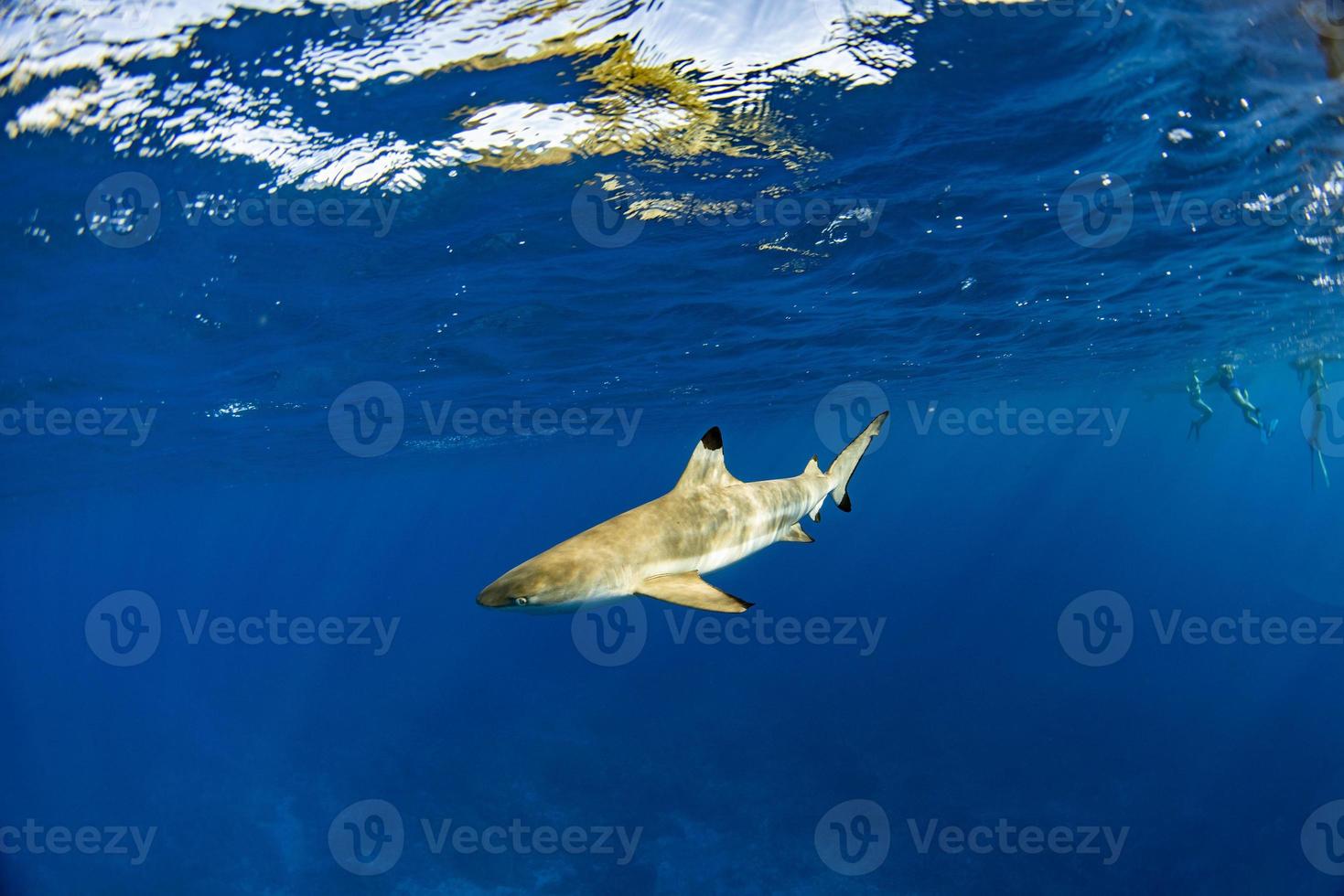 swimming with sharks in blue ocean of polynesia photo