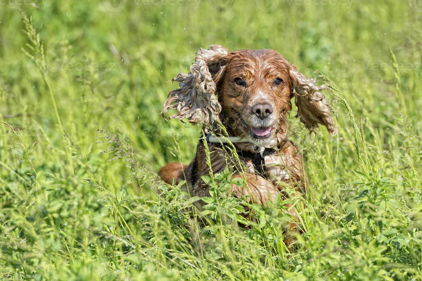 puppy dog cocker spaniel portrait photo