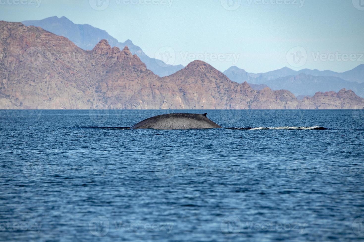 Blue Whale the biggest animal in the world photo