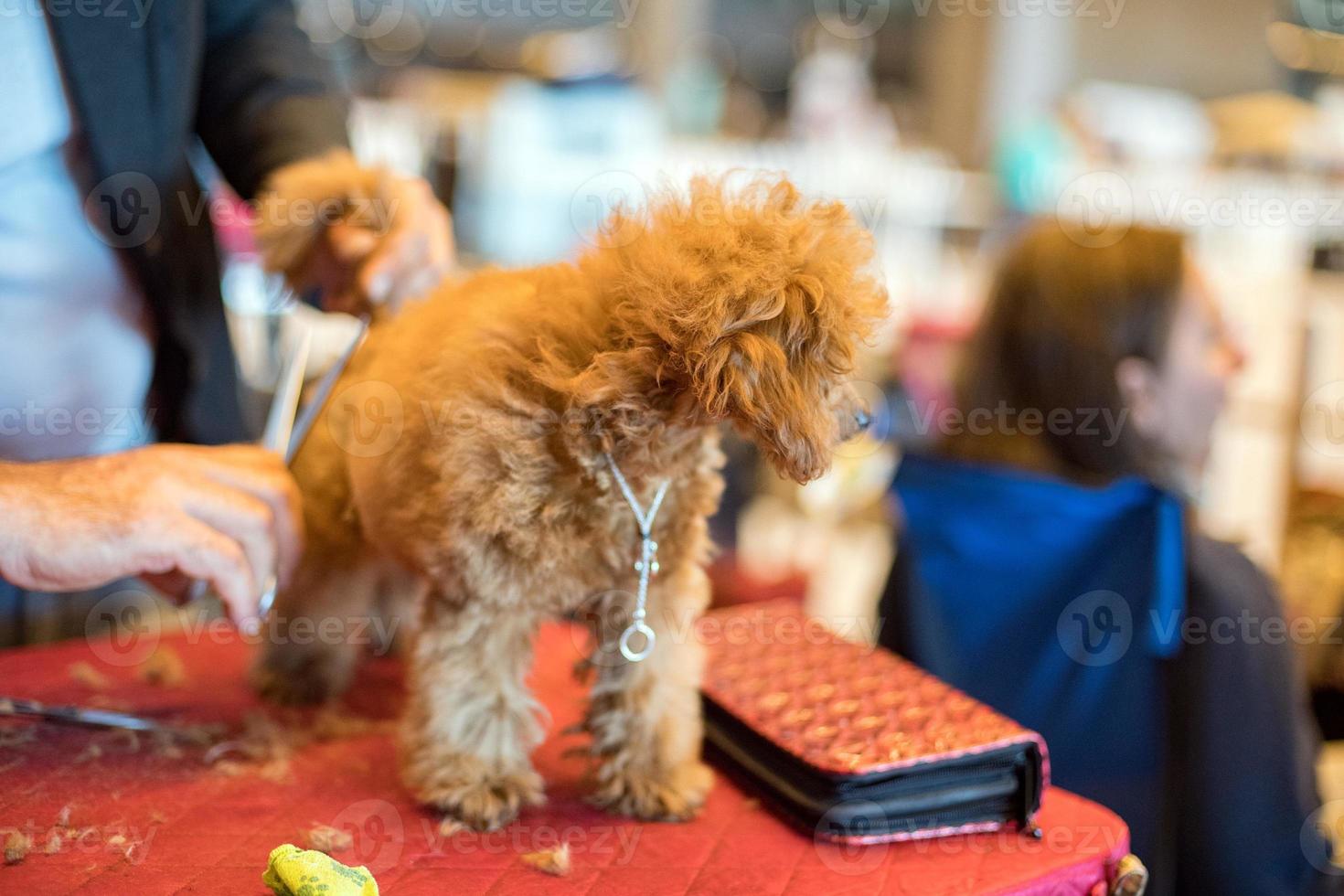 peluquería canina en exposición canina internacional foto