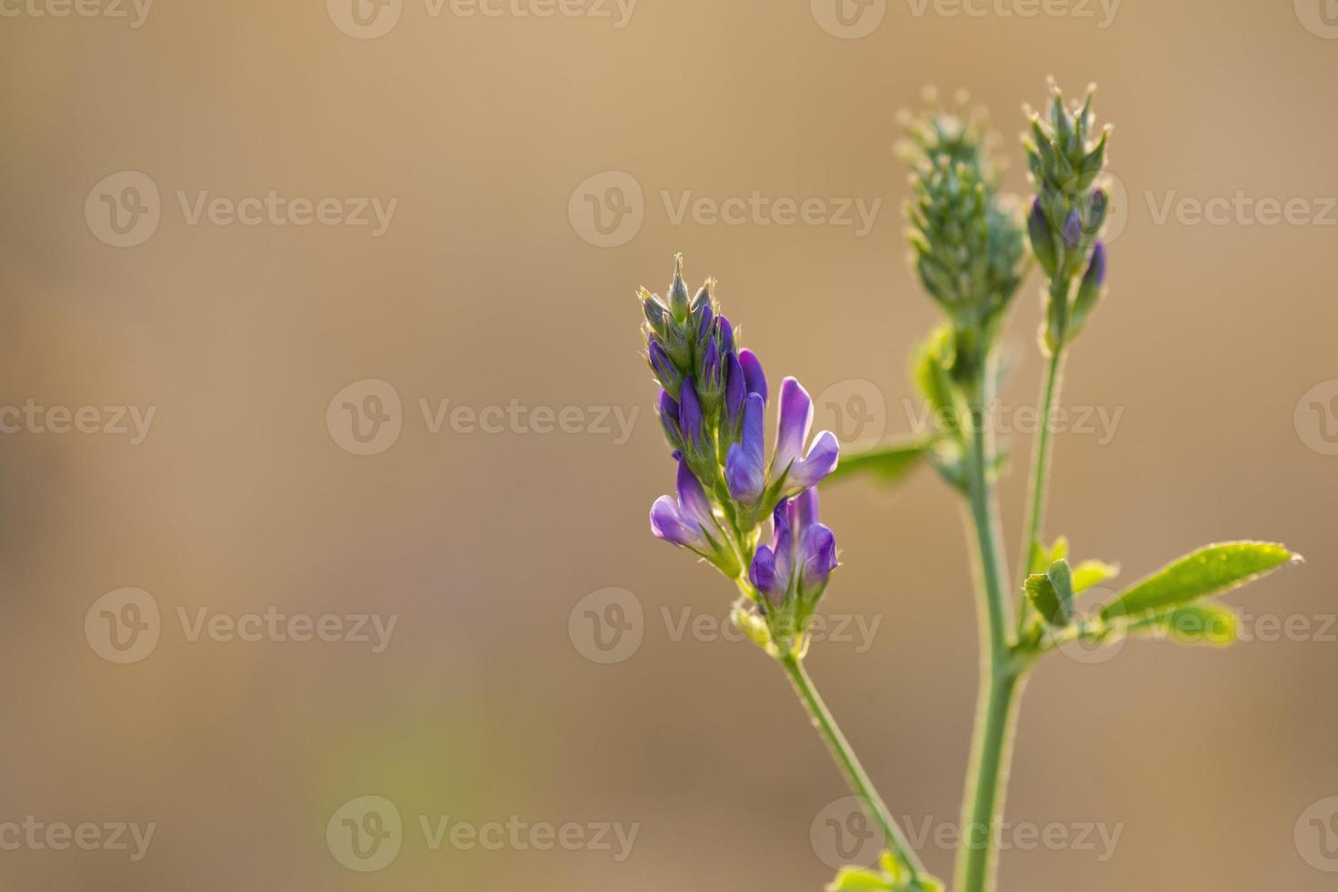 violet flower macro detail close up photo
