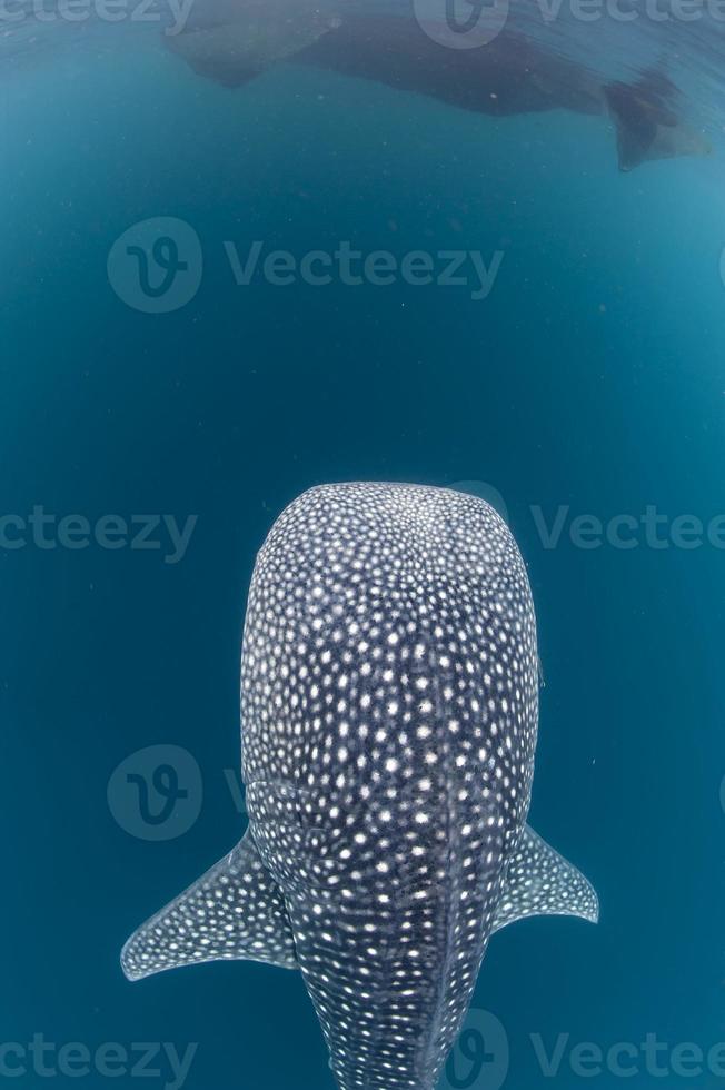 Whale Shark coming to you underwater photo