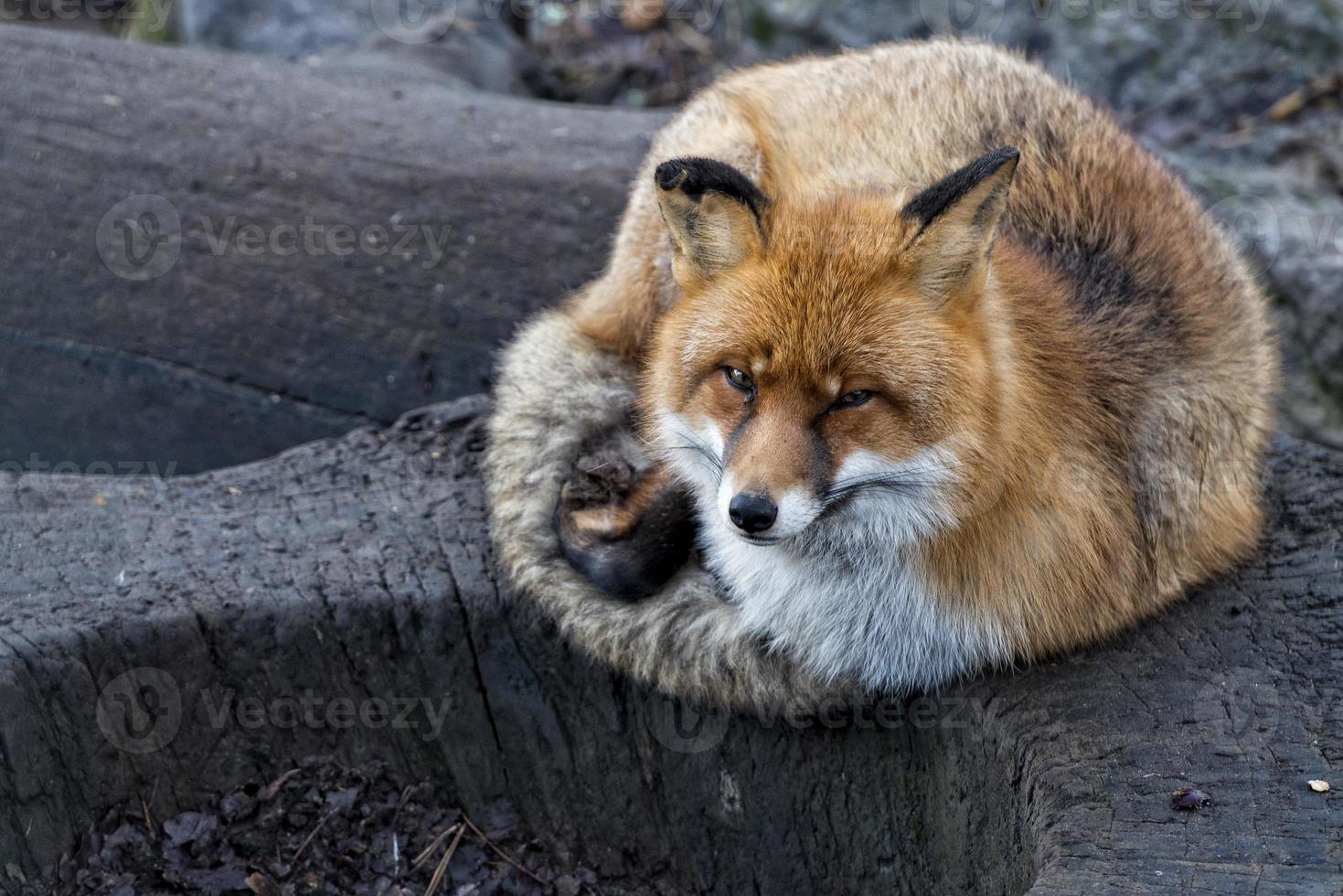 red fox portrait photo