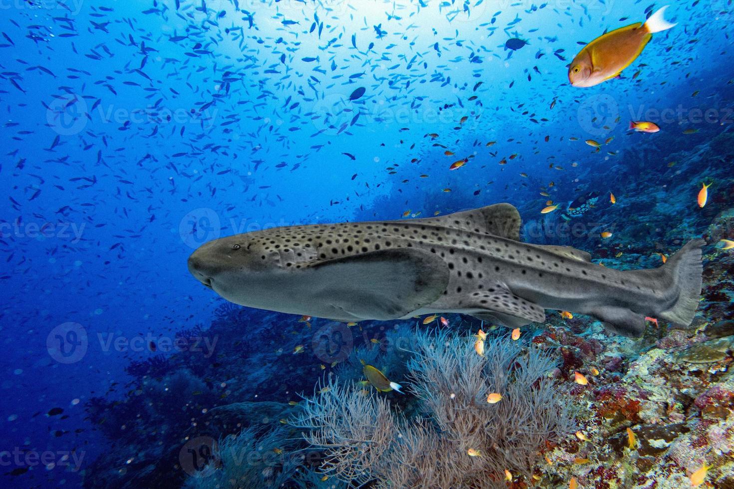 retrato de tiburón cebra en el océano de arrecife de coral azul profundo foto