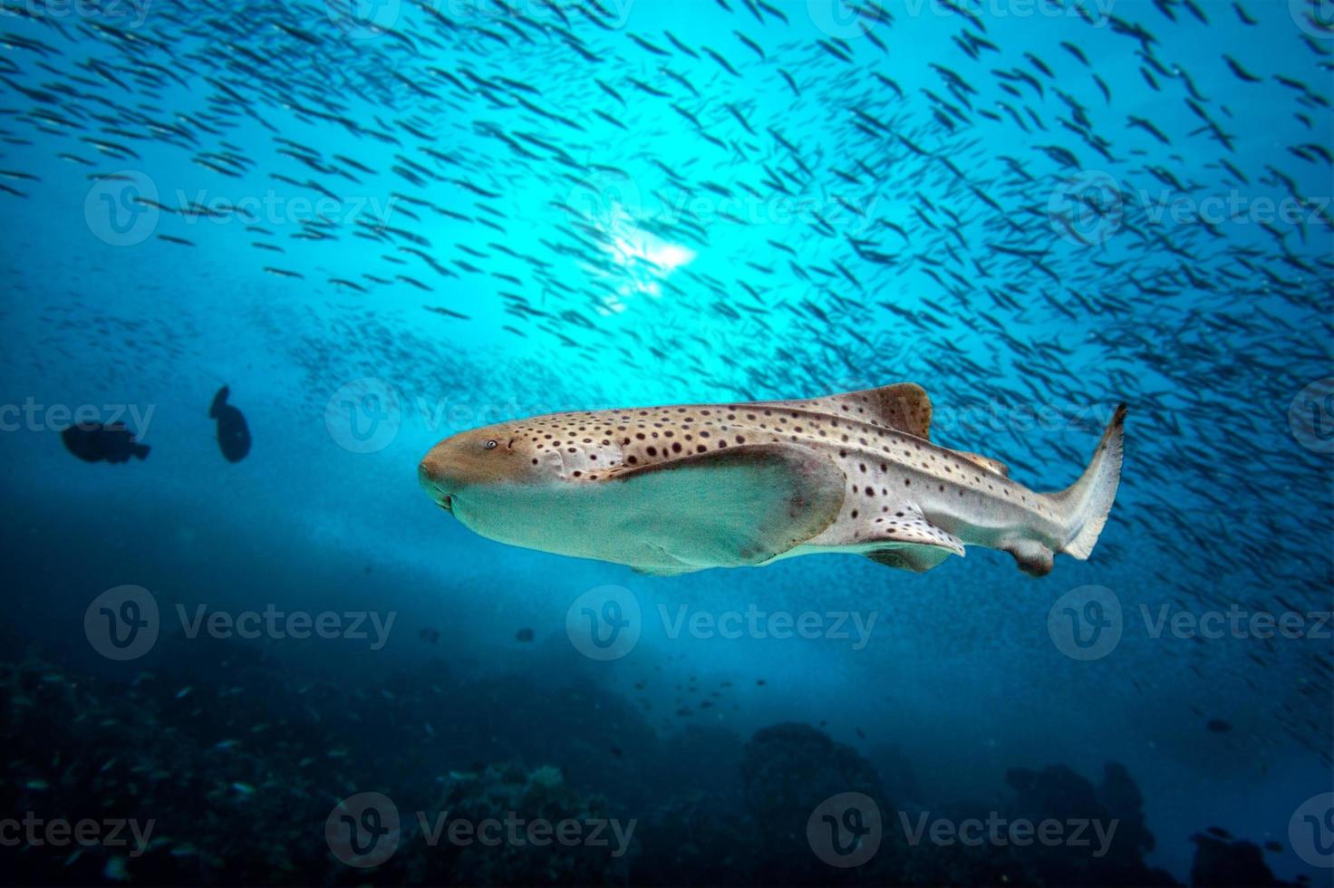 Zebra shark portrait on deep blue ocean photo