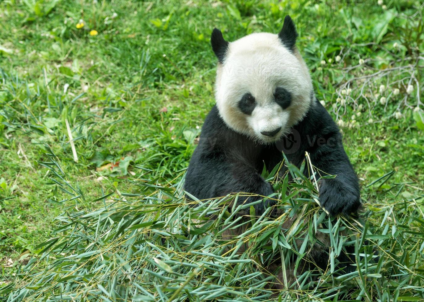panda gigante mientras come bambú foto