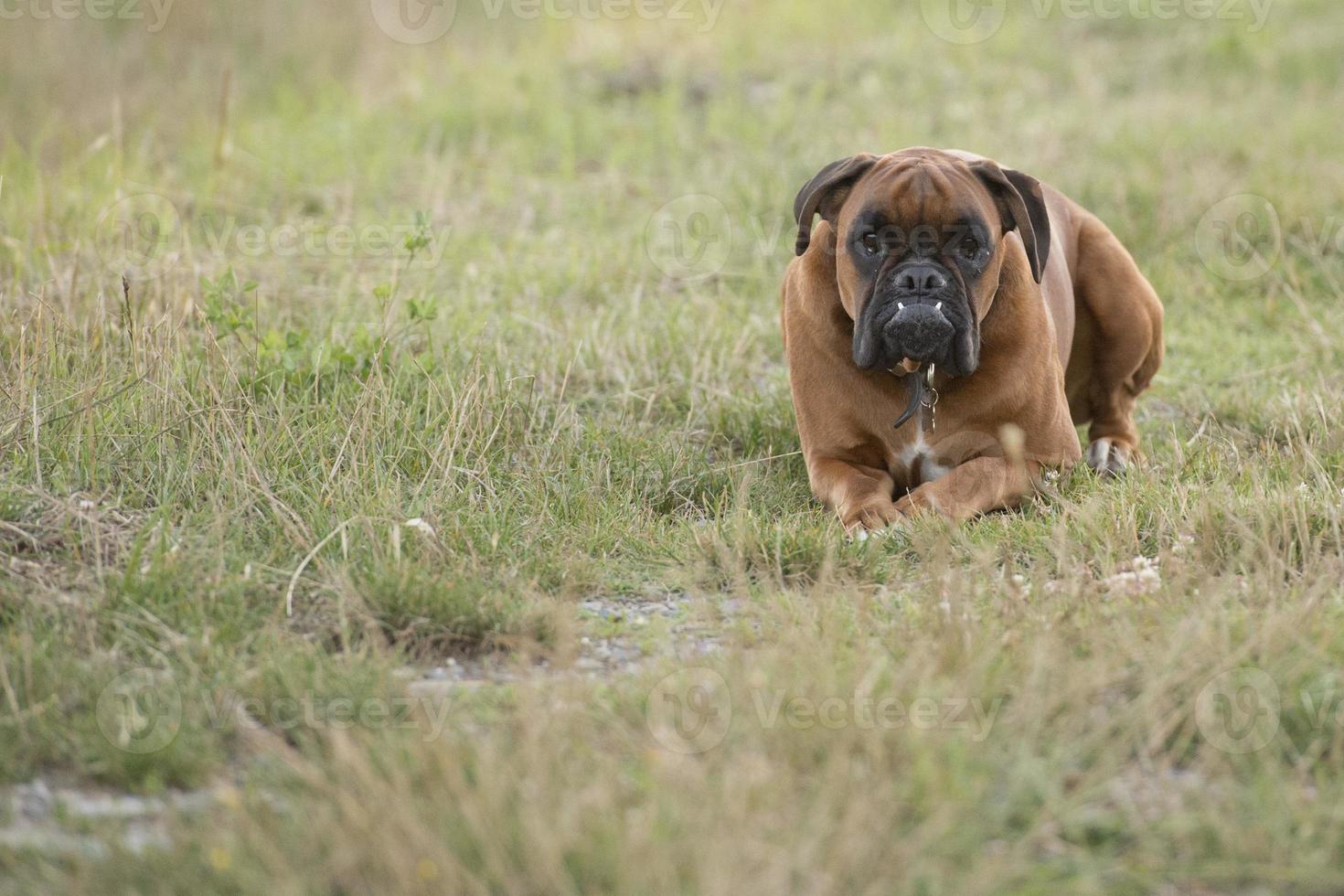 dog boxer young puppy while sitting on green grass photo