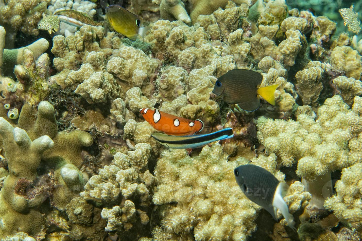 Coris rainbow wrasses fish portrait photo